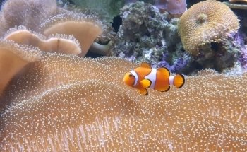 Cordoba Reef