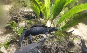 Cordoba Reef