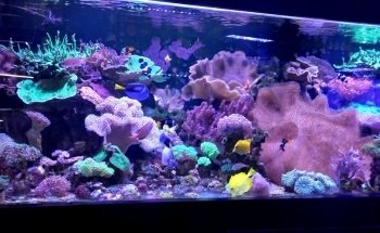 Cordoba Reef