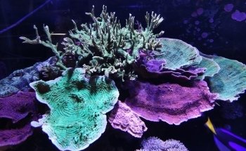 Cordoba Reef