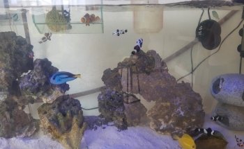 Acuario Alevines