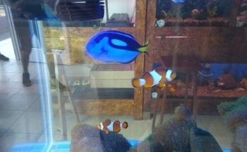 Acuario Alevines