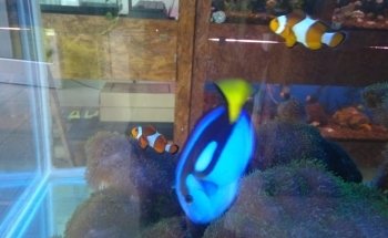 Acuario Alevines