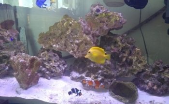 Alevines Aquarium