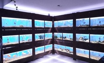 Acuario Alevines