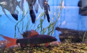 Acuario Alevines