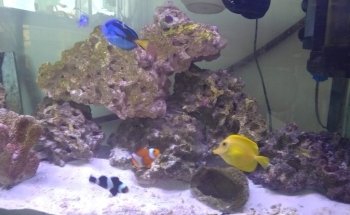 Acuario Alevines