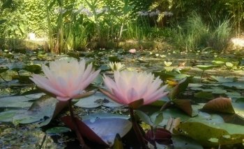 Vivero Acuatico La Barcina