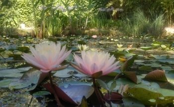 Vivero Acuatico La Barcina