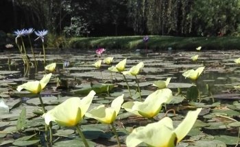 Vivero Acuatico La Barcina