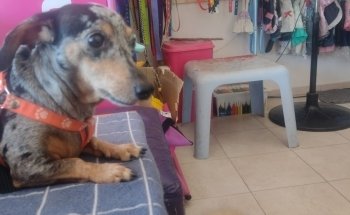 Veterinaria La Serranita