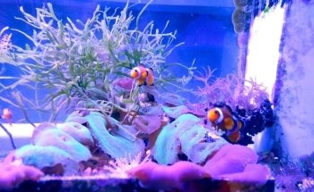 Aquatic Sanctuary