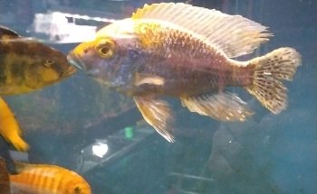 Acuario Arrecife