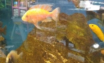 Acuario Arrecife
