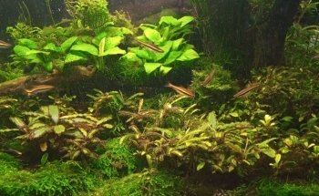 Acuario Arrecife