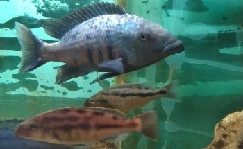 Acuario Arrecife