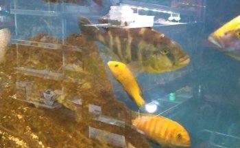 Acuario Arrecife