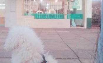 Moretti Veterinary