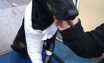 Veterinaria Moretti