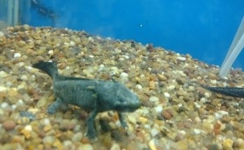 Acuario Willy's Pet Shop
