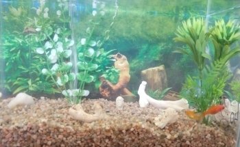 Acuario Willy's Pet Shop