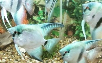 Acuario Willy's Pet Shop
