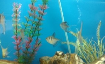 Acuario Willy's Pet Shop