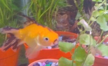 Acuario Willy's Pet Shop