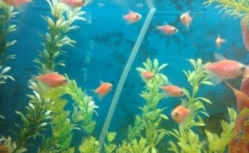 Acuario Willy's Pet Shop