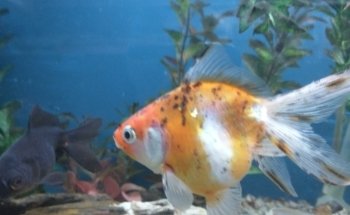 Acuario Willy's Pet Shop