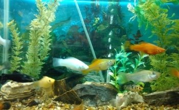 Acuario Willy's Pet Shop