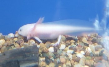 Acuario Willy's Pet Shop