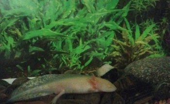 Acuario Hipama