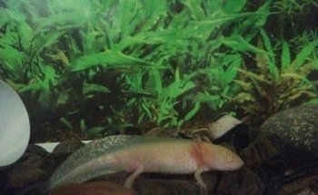 Acuario Hipama