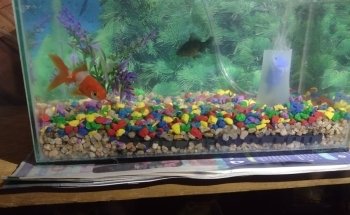 Acuario Hipama
