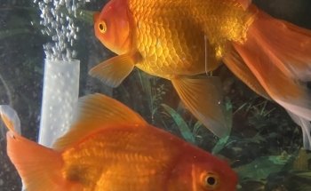 Hipama Aquarium