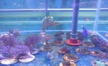 Small Reef Acuario