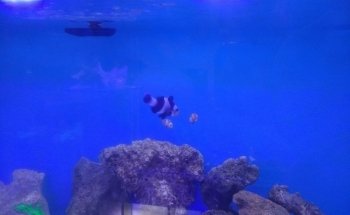Small Reef Acuario