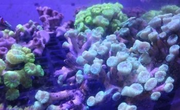 Small Reef Acuario
