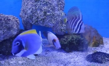 Small Reef Aquarium