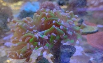 Small Reef Acuario
