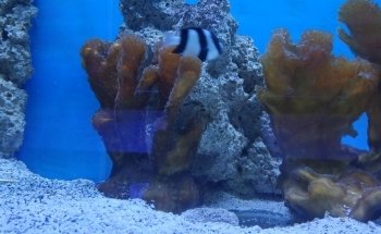 Small Reef Acuario