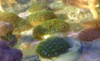 Small Reef Acuario