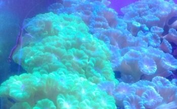 Small Reef Acuario