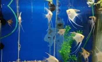 Bloodparrot Aquarium