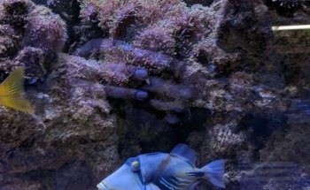 Aquatic World Temperley