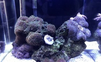 El Gran Pez - Acuario y Petshop
