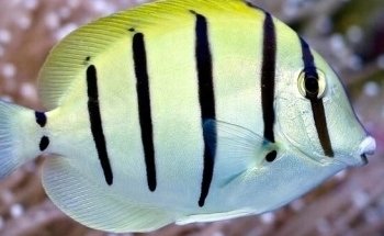 El Gran Pez - Acuario y Petshop