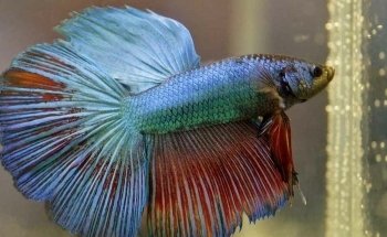 El Gran Pez - Acuario y Petshop
