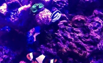El Gran Pez - Acuario y Petshop